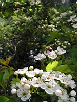 Aubepine, fleurs (Jarnioux (69)) (Photo F. Mrugala) (2)